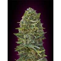 Read Ice cannabis seeds Reviews